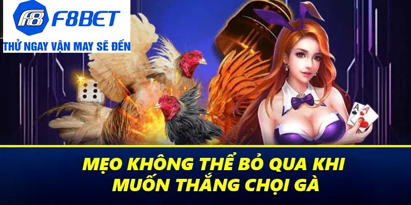 mẹo chiến thắng đá gà thomo